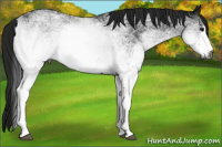 Horse Color:Gray White Spotted Black 
