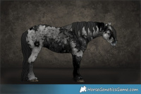 Horse Color:ERROR: UNKNOWN ANOMALY