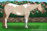 Horse Color:Red Dun Tobiano Frame