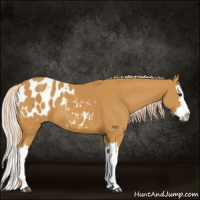Horse Color:Palomino Splash Appaloosa 