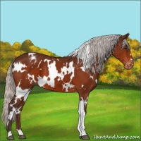 Horse Color:White Spotted Silver Brown Appaloosa