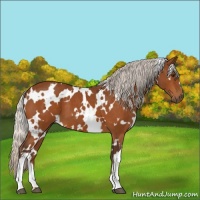 Horse Color:White Spotted Silver Buckskin 