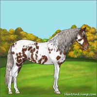 Horse Color:White Spotted Silver Brown Tobiano Appaloosa