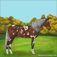 Horse Color:White Spotted Silver Brown 