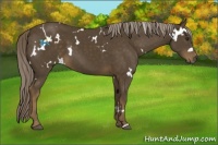 Horse Color:White Spotted Chocolate Palomino 