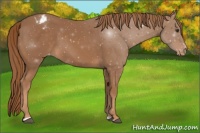 Horse Color:Chestnut Sabino Appaloosa 