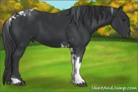 Horse Color:Black Tobiano 
