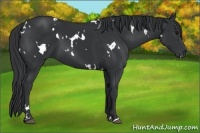 Horse Color:White Spotted Black