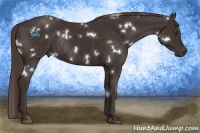 Horse Color:White Spotted Liver Chestnut Rabicano 