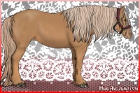 Horse Color:Chestnut Appaloosa 