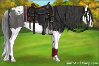 Horse Color:Black Splash Varnish Rabicano 