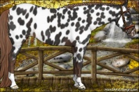 Horse Color:Liver Chestnut Near Leopard 