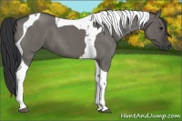 Horse Color:Grullo Roan Tobiano 