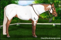 Horse Color:Chocolate Silver Bay Appaloosa