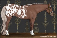 Horse Color:Chocolate Silver Black Appaloosa 