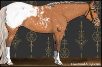 Horse Color:Silver Bay Appaloosa