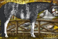 Horse Color:White Spotted Black 