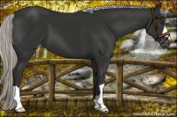 Horse Color:Liver Chestnut Mushroom Appaloosa 