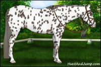 Horse Color:Liver Chestnut Mushroom Appaloosa 