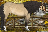 Horse Color:Buckskin Dun Mushroom 