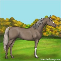 Horse Color:Silver Grullo Rabicano
