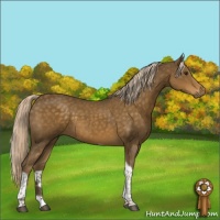Horse Color:Chocolate Palomino Tobiano 