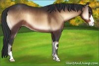 Horse Color:Brown Onyx Appaloosa