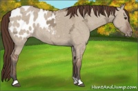 Horse Color:Bay Ice Dun Appaloosa 