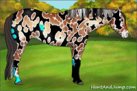 Horse Color:Bay Onyx Appaloosa