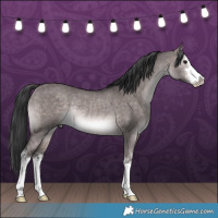 Horse Color:Platinum White Spotted Brown Dun Rabicano 