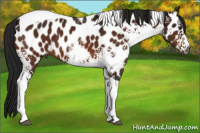 Horse Color:Gray White Spotted Bay Tobiano Near Leopard 