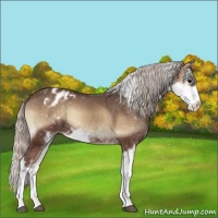 Horse Color:Silver Blue Onyx Sabino Varnish 