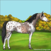 Horse Color:Bay Ice Sabino Appaloosa 