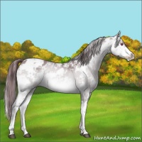 Horse Color:Chocolate Brown Chinchilla Sabino 