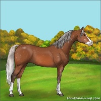 Horse Color:Silver Bay Splash Rabicano 