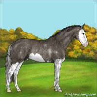 Horse Color:Smoky Black Splash Rabicano 