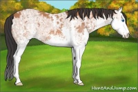 Horse Color:White Spotted Bay Ice Splash