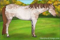 Horse Color:Chestnut Ice 