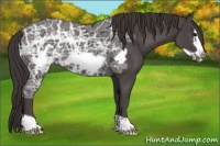 Horse Color:Smoky Black Ice Frame 