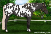 Horse Color:Liver Chestnut Mushroom Appaloosa 