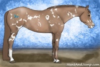 Horse Color:White Spotted Black Pearl Sabino Rabicano 