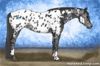 Horse Color:White Spotted Black Appaloosa