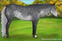 Horse Color:Silver Black Chinchilla 