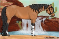 Horse Color:Bay Tobiano Rabicano 