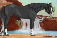 Horse Color:Black Splash 
