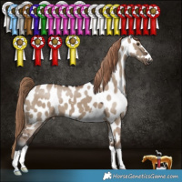 Horse Color:Liver Red Dun Appaloosa 