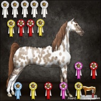 Horse Color:Liver Red Dun Appaloosa 
