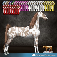 Horse Color:Liver Red Dun Appaloosa