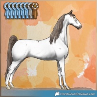 Horse Color:Liver Red Dun Appaloosa 