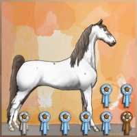 Horse Color:Liver Red Dun Appaloosa 